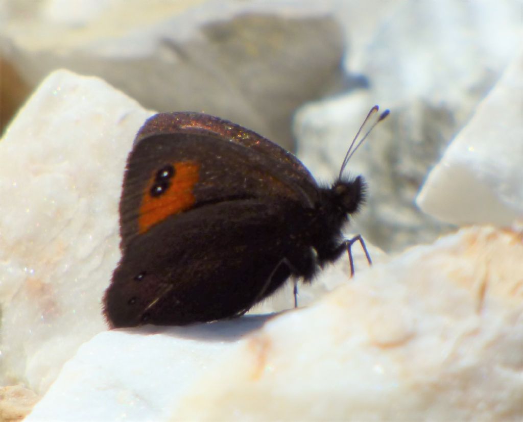 Erebie?  S, Erebia meolans, maschio